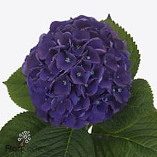 Hydr M Royal King Cl Гортензия