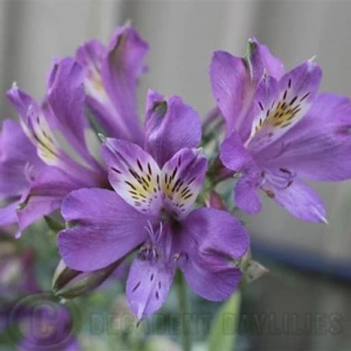 ALSTRO PURPLE AMATISTA Альстромерия