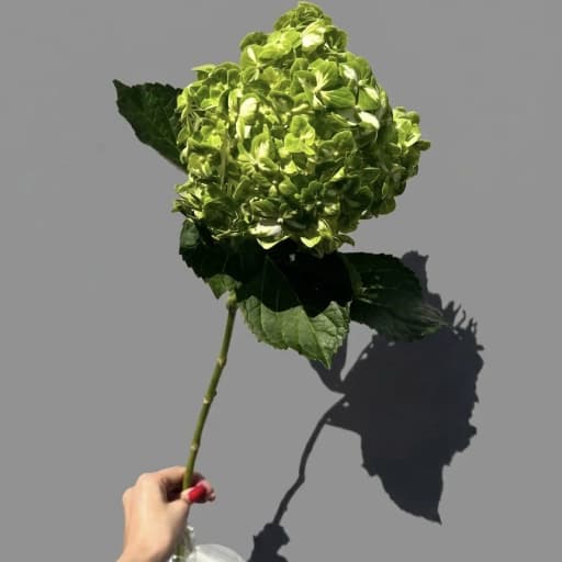 HYD SHAMROCK SELECT Гортензия