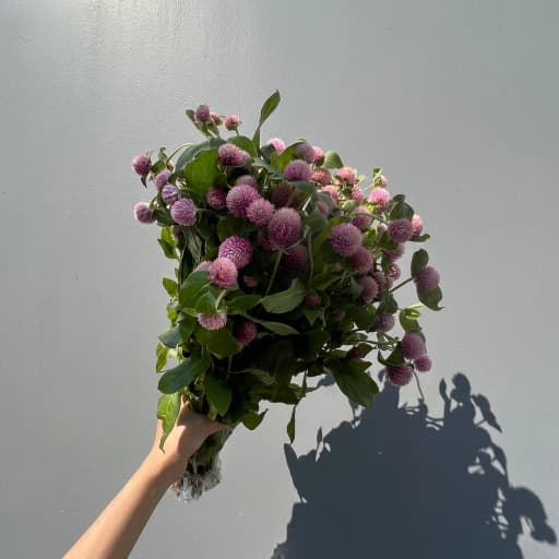 Gomph Gl Roze Гомфрена