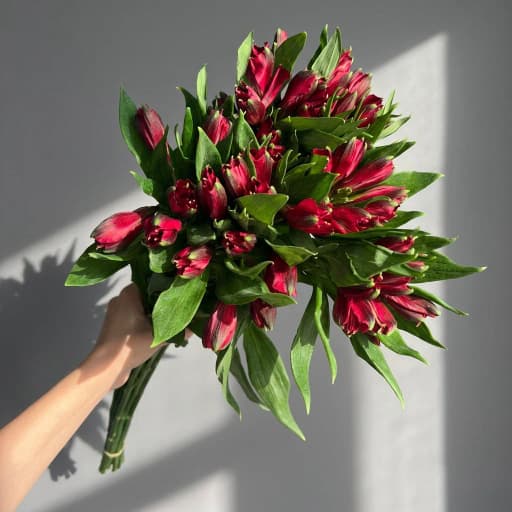 ALSTRO RED NIRVANA Альстромерия