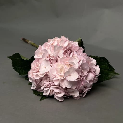 HYDRANGEAS TINTED LIGHT PINK Гортензия