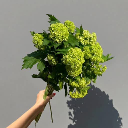 Viburnum Roseum St Вибурнум