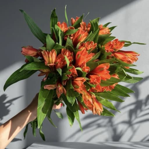 ALSTRO ORANGE PARTY Альстромерия