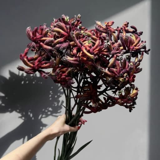 Anigoz Early Spring Анигозантос