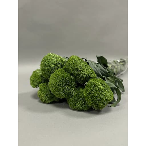 Carnation Green Trick Гвоздика