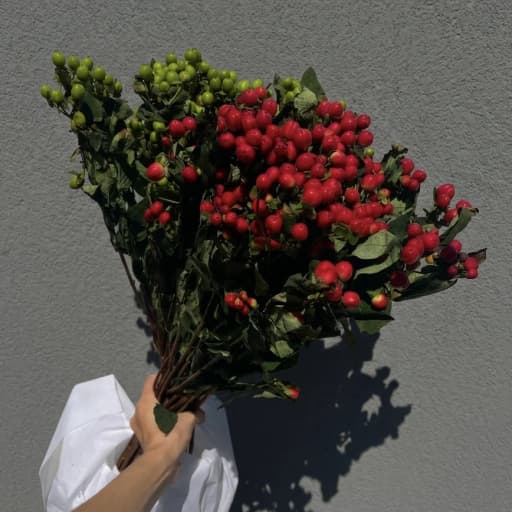 Hypericum MIX Гиперикум