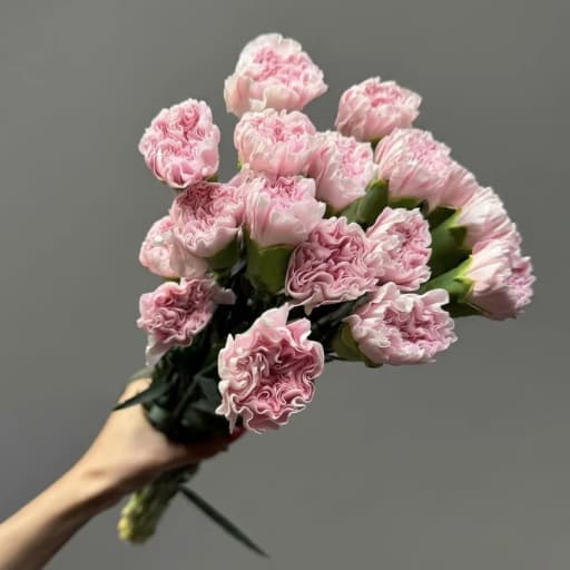 Carnation Damina Гвоздика