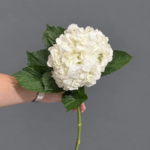 HYDRANGEAS WHITE PREMIUM Гортензия