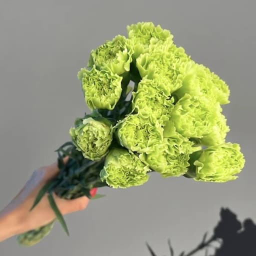 Carnation Barberatus Stpatrick Гвоздика