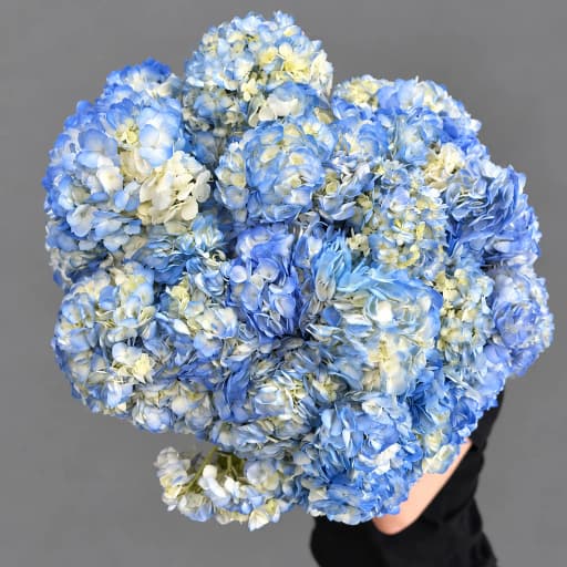 HYDRANGEAS BLUE PREMIUM Гортензия