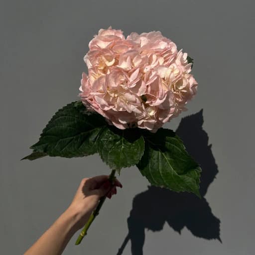 HYDRANGEA PINK PREMIUM Гортензия