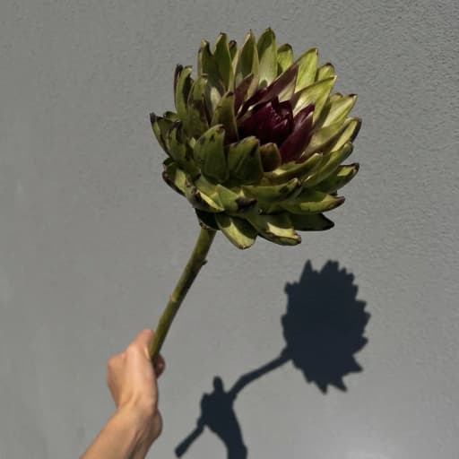Cynara Sc Green Glob Артишок