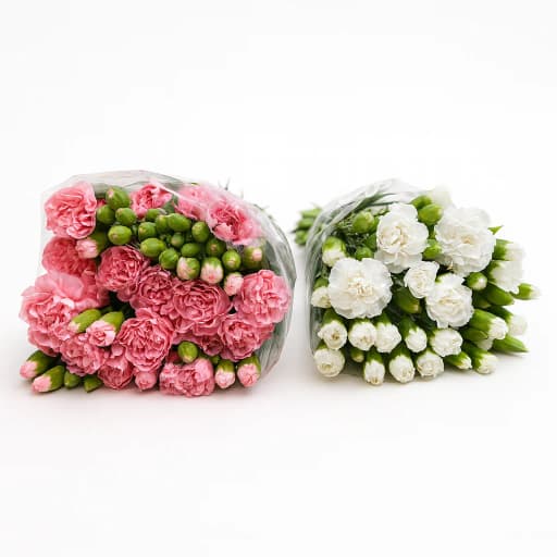 Spray Carnation White and Pink Гвоздика кустовая
