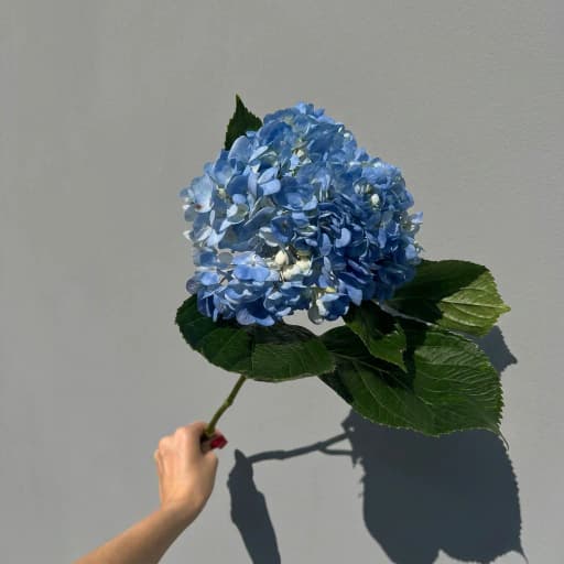 HYDRANGEA BLUE PREMIU Гортензия