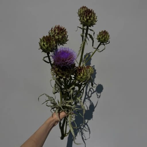 Cynara Cardunculus Артишок