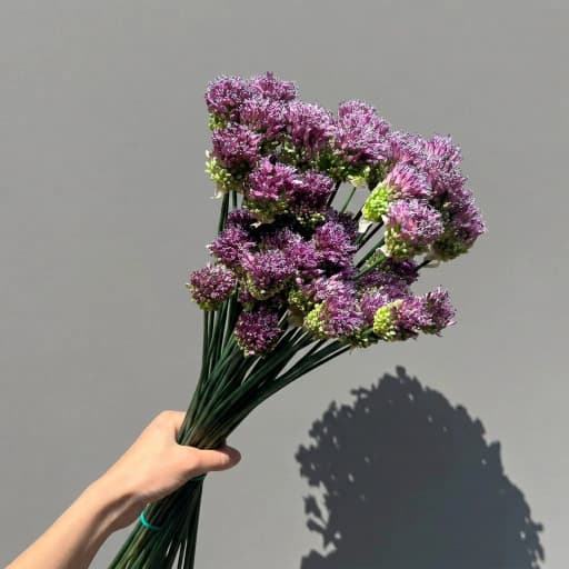 Allium Sphaerocephal Аллиум