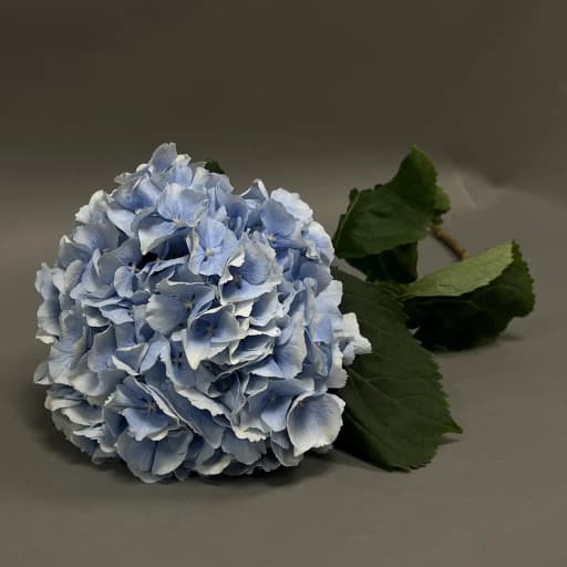 HYDRANGEAS BLUE PREMIUM Гортензия